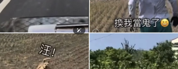 郵差送信奇遇記！牛擋路、狗追逐 台東郵差苦中作樂記錄日常